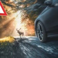 animal car accident بیمه تصادف با حیوانات